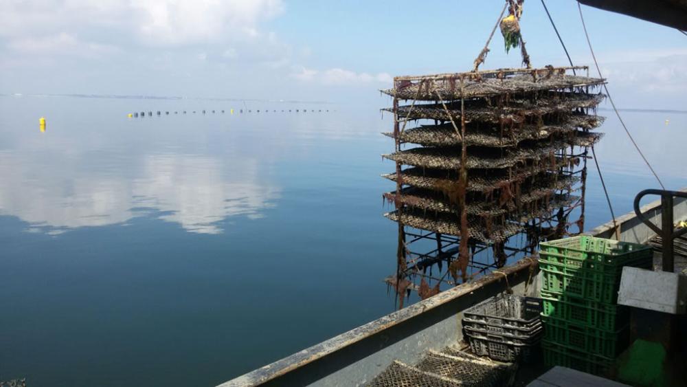 Oesterbaron IMG 0234 longline installatie