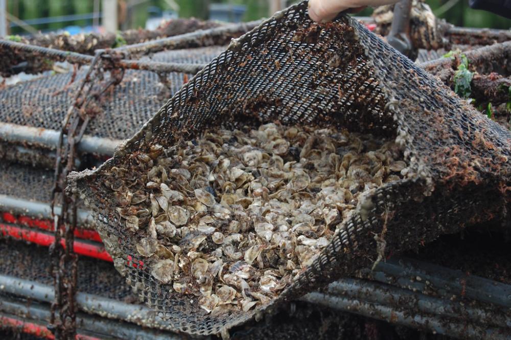 Oesterbaron Bode DSC 0557